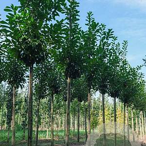 Prunus l. 'Novita' 16-18 HO draadkluit