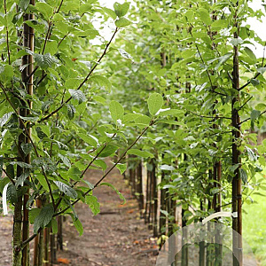 Prunus padus 'Albertii' 10-12 HO draadkluit