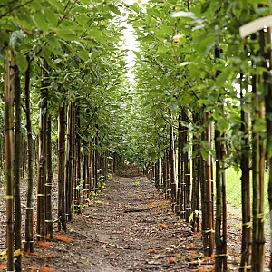Prunus padus 'Albertii' 12-14 HO draadkluit