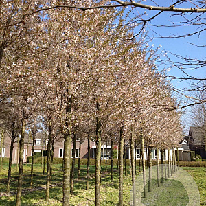 Prunus 'Pandora' 25-30 HO draadkluit