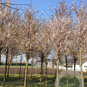 Prunus 'Pandora' 25-30 HO draadkluit