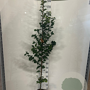 Carpinus bet. 'Lucas' 175-200 cm 5,0L