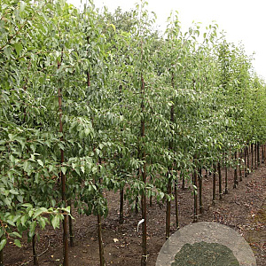 Pyrus betulifolia 8-10 HO draadkluit