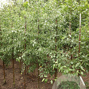 Pyrus betulifolia 8-10 HO draadkluit