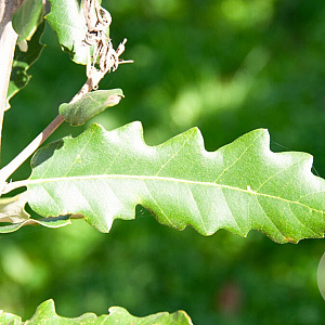Quercus hispanica 'Ambrozyana' 8-10 HO draadkluit