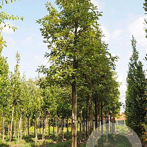 Quercus pagoda 8-10 HO draadkluit