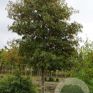 Quercus phellos 20-25 HO draadkluit