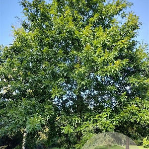 Quercus texana 10-12 HO draadkluit