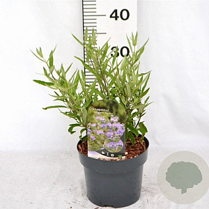 Caryopteris cland. 'Kew Blue' 30-40 cm 3,0L