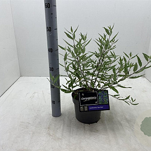 Caryopteris cland. 'Kew Blue' 30-40 cm 3,0L