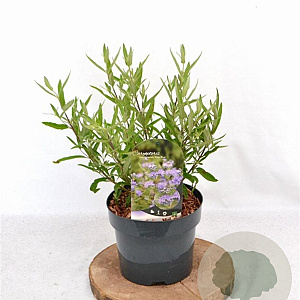 Caryopteris cland. 'Kew Blue' 30-40 cm 3,0L