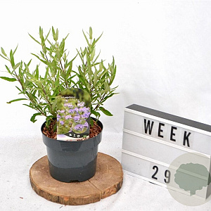 Caryopteris cland. 'Kew Blue' 30-40 cm 3,0L