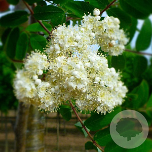 Sorbus auc. 'Michred' 10-12 HO draadkluit