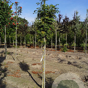 Sorbus Autumn Spire 10-12 HO draadkluit