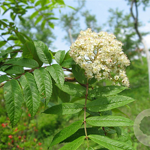 Sorbus commixta 'Serotina' 6-8 HO draadkluit