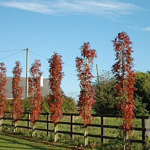 Sorbus 'Flanrock' 12-14 HO draadkluit
