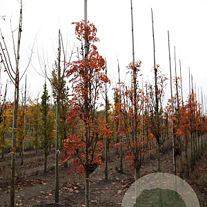 Sorbus 'Flanrock' 8-10 HO draadkluit