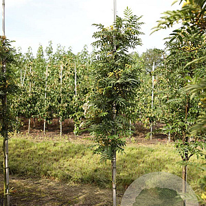 Sorbus 'Flanrock' 8-10 HO draadkluit