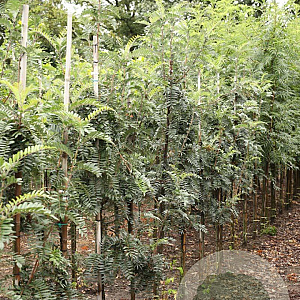 Sorbus scalaris 8-10 HO draadkluit
