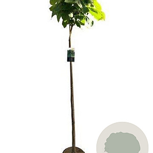 Catalpa bignonioides 'Nana' 150 cm stam 10L