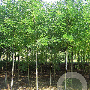 Styphnolobium japonicum 12-14 HO draadkluit