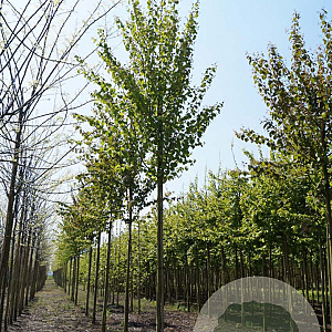 Styphnolobium japonicum 14-16 HO draadkluit