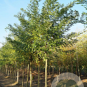 Styphnolobium japonicum 16-18 HO draadkluit