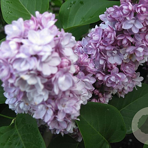 Syringa v. 'Victor Lemoine' 125-150 cm met kluit struik