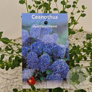 Ceanothus thyrsiflorus repens 25-30 cm 2,5L