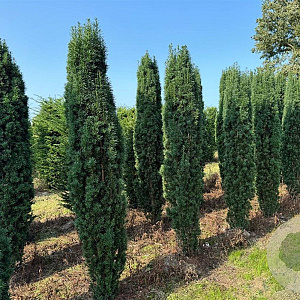 Taxus b. 'Fastigiata Robusta' 225-250 cm draadkluit solitair opgeknipt