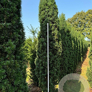 Taxus b. 'Fastigiata Robusta' 225-250 cm draadkluit solitair opgeknipt