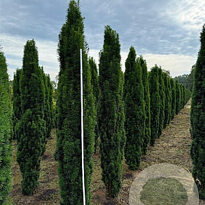Taxus b. 'Fastigiata Robusta' 225-250 cm draadkluit solitair opgeknipt