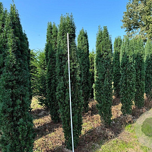 Taxus b. 'Fastigiata Robusta' 225-250 cm draadkluit solitair opgeknipt