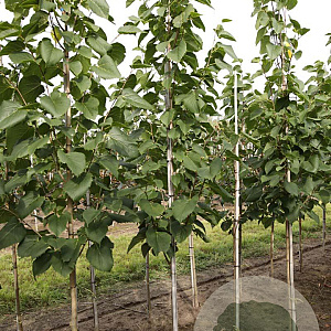 Tilia americana 'American Sentry' 10-12 HO draadkluit