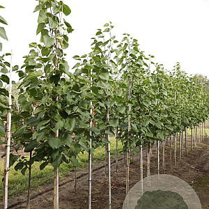 Tilia americana 'American Sentry' 8-10 HO draadkluit