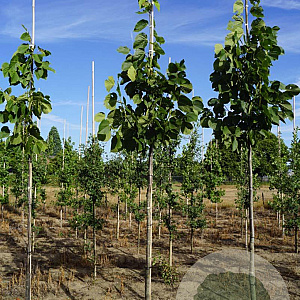 Tilia americana 'Redmond' 8-10 HO draadkluit