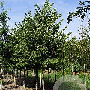 Tilia europaea 'Zwarte Linde' 18-20 HO draadkluit
