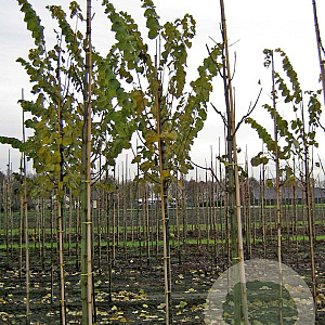 Tilia tomentosa 'Brabant' 12-14 HO draadkluit