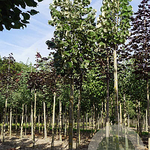 Tilia tomentosa 'Brabant' 14-16 HO draadkluit