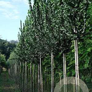 Ulmus 'Columella' 12-14 HO draadkluit