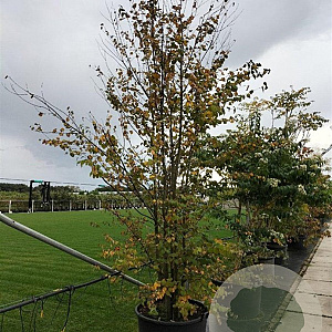 Cercidiphyllum japonicum 300-350 cm container meerstammig