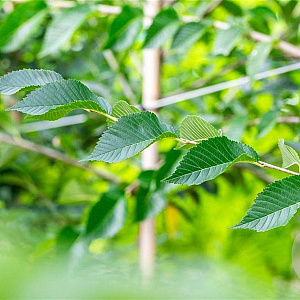 Ulmus 'Sapporo Autumn Gold' 16-18 HO draadkluit