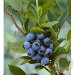 Vaccinium c. 'Goldtraube 71' 60-80 cm 10L
