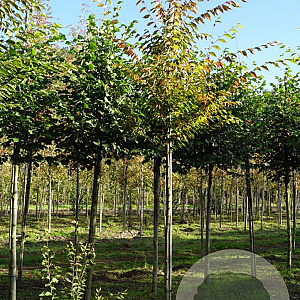 Zelkova serrata 12-14 HO draadkluit