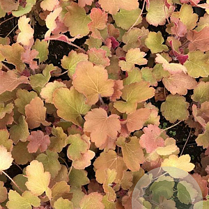 Heuchera 'Caramel' P9