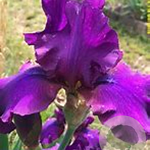 Iris (G) 'Sultry Mood' P9