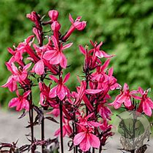 Lobelia s. 'Starship Deep Rose' P9