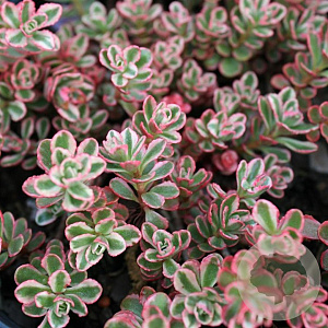 Sedum spurium 'Tricolor' P9
