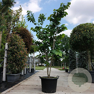 Cercis chinensis 'Avondale' 150-175 cm 50L