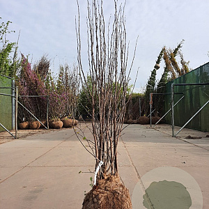 Cercis siliquastrum 200-250 cm draadkluit meerstammig